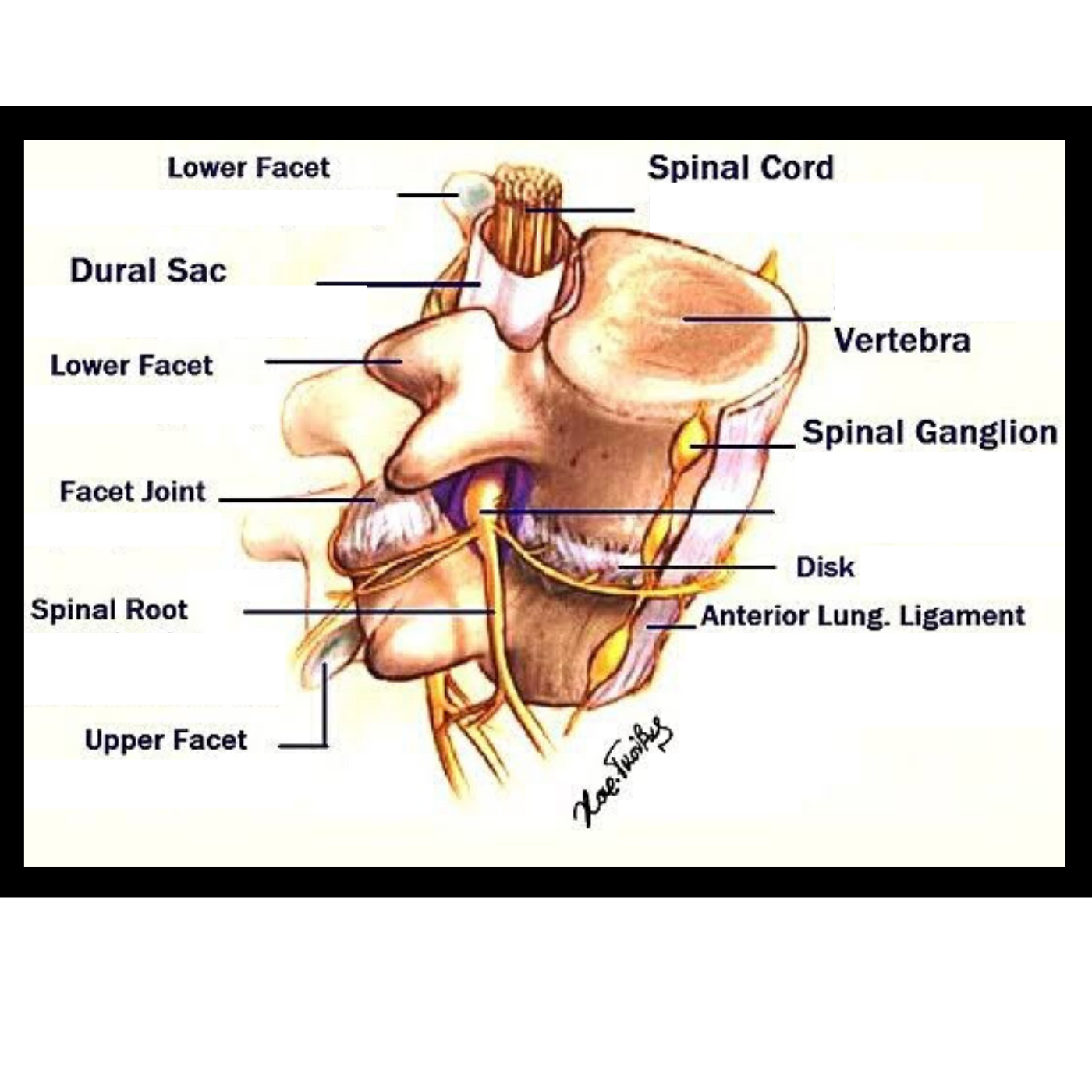 non-specific-low-back-pain-nslbp-back-to-active-sports-and-spinal